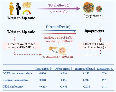 Lipoprotein profiles of fat distribution and its association with insulin sensitivity